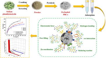 Efficient adsorption mechanism of ciprofloxacin by Zn-enriched hyperaccumulator derived biochar