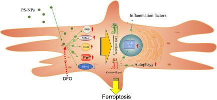 Exposure of polystyrene nanoplastics led to ferroptosis on cardiomyocytes