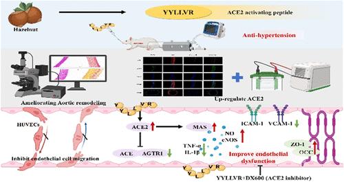 Hazelnut-Derived Peptide YYLLVR Improves Endothelial Dysfunction in Hypertension by Activating ACE2