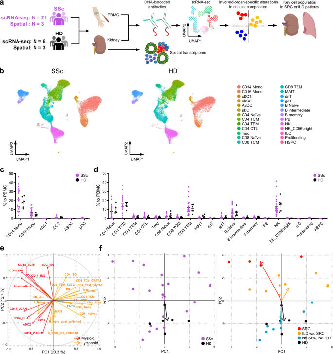 Single-cell analysis reveals immune cell abnormalities underlying the clinical heterogeneity of patients with systemic sclerosis