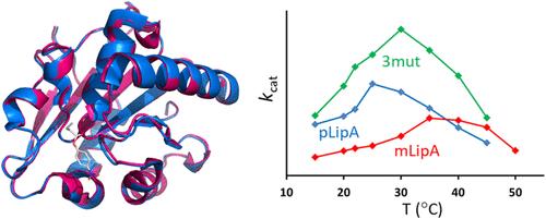 Computational Design of Highly Efficient Cold-Adapted Enzymes with Elevated Temperature Optima