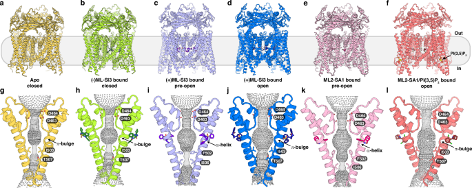 TRPML2 in distinct states reveals the activation and modulation principles of the TRPML family