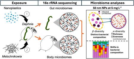 Nanoplastics diversify and reshape Daphnia microbiomes in parasite-infected and uninfected hosts