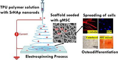 Development of electrospun scaffolds for bone regeneration from strontium-doped hydroxyapatite nanorods and thermoplastic polyurethane elastomer