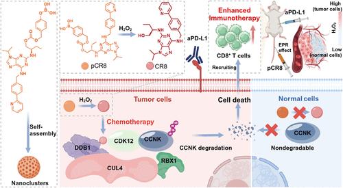 Self-Assembled Molecular Glue Prodrug System for Enhanced Synergistic Tumor Therapy by Combining CDK12 Protein Degradation and Immunotherapy