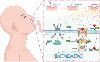 Shikonin nasal spray film preparation promoted the repair of nasal mucosal injury by the interaction of shikonin with interleukin-6