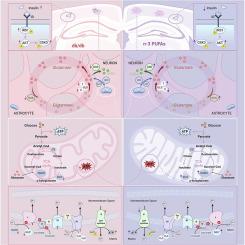 Dietary n-3 polyunsaturated fatty acids intervention ameliorates cognitive dysfunction in db/db mice by mitigating cortical insulin resistance, mitochondrial dysfunction, and energy metabolism impairment