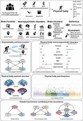 Genetic mechanisms, brain structures, and peripheral biomarkers mediate the relation between physical frailty and neuropsychiatric disorders