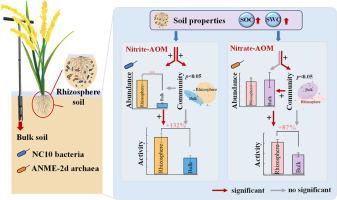 The rhizosphere as a hotspot for nitrite- and nitrate-dependent anaerobic oxidation of methane in paddy fields