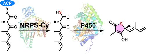 Deciphering the Thiolactonization Mechanism in Thiolactomycin Biosynthesis