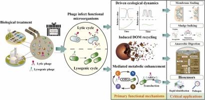 Underestimated Roles of Phages in Biological Wastewater Treatment Systems: Recent Advances and Challenges