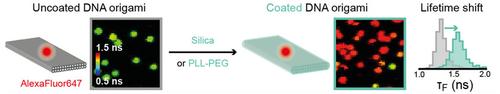 Monitoring the Coating of Single DNA Origami Nanostructures with a Molecular Fluorescence Lifetime Sensor