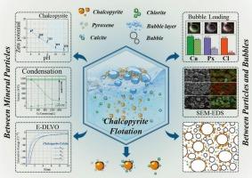 Mechanistic insights into particle interactions and gangue mineral migration in chalcopyrite flotation: Towards efficient copper mineral recovery from polymetallic ores