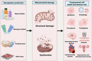 Environmental nanoplastics induce mitochondrial dysfunction: A review of cellular mechanisms and associated diseases