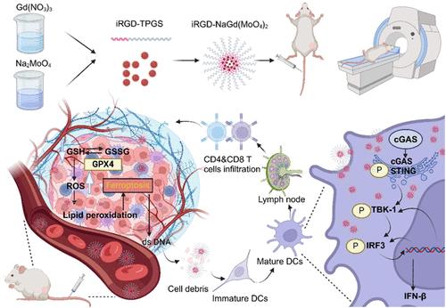 iRGD-NaGd(MoO4)2: A Tumor-Targeted Magnetic Resonance Contrast Agent Activating Immunotherapy via the cGAS-STING Pathway