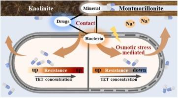 Interfacial processes governing tetracycline-induced resistance on clay minerals
