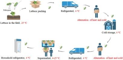 Beyond Cold Chain: Exploring Bacterial-Viral Interactions and Disinfection Strategies for Norovirus Persistence on Organic Lettuce under Temperature Fluctuations