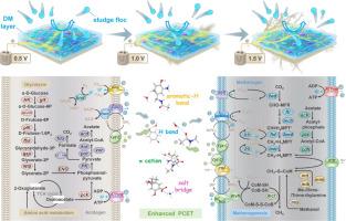 An electrochemical anaerobic dynamic membrane bioreactor for enhanced sludge digestion: Unveiling molecular interactions and microbial mechanisms
