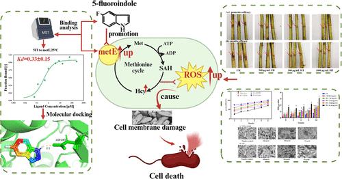 5-Fluoroindole Inhibits Its Putative Target Methionine Synthase and Pseudomonas syringae pv. actinidiae Virulence