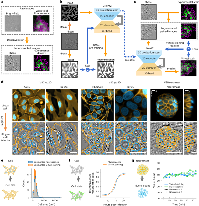 Robust virtual staining of landmark organelles with Cytoland