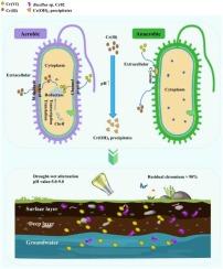 Cr(VI)-bioremediation mechanism of a novel strain Bacillus sp. Cr02 with simultaneous aerobic/anaerobic reduction for Cr(VI) from soil to groundwater