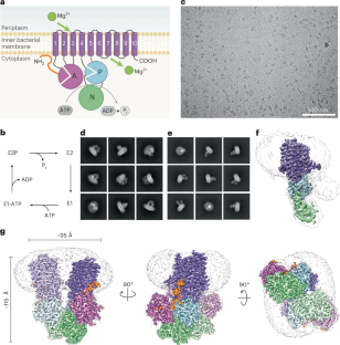 P-type ATPase magnesium transporter MgtA acts as a dimer