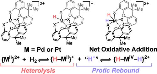 Net Oxidative Addition of H2 to {MII}2+ (M = Pd, Pt) by Heterolysis and Protic Rebound