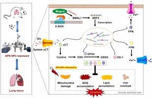 Inhalation exposure to cationic nanoplastic induces ferroptosis in the lung by perturbing core circadian transcription factors Bmal1