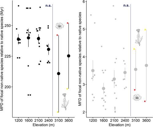 Functional and phylogenetic similarity between native and non-native plant species along an elevational gradient in the central Chilean Andes: No evidence for the preadaptation hypothesis