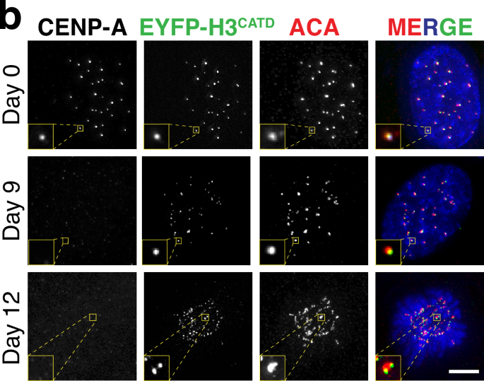 Author Correction: A two-step mechanism for epigenetic specification of centromere identity and function