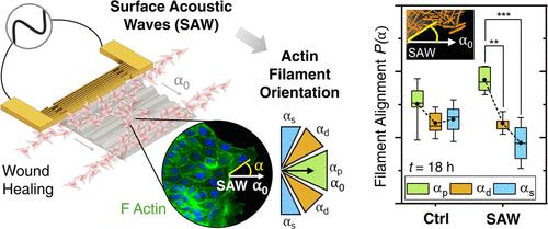 Actin Filament and Cell Orientation Align with Surface Acoustic Wave Propagation and Cell Migration in Vibration-Enhanced Wound Healing