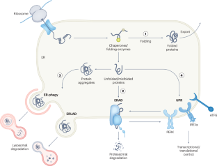 SEL1L–HRD1-mediated ERAD in mammals