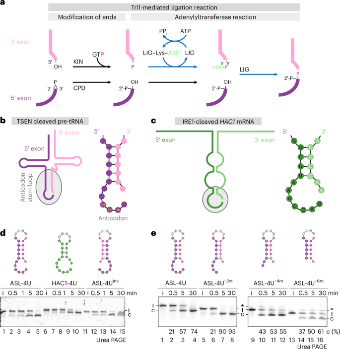 Structure of fungal tRNA ligase Trl1 with RNA reveals conserved substrate-binding principles