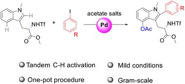 One-pot C2-arylation and C4-acetoxylation of tryptophan derivatives via palladium-catalyzed tandem C–H activation