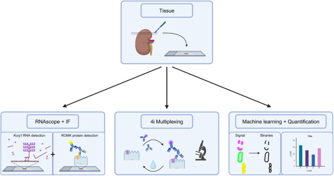 Characterization of ROMK cellular heterogeneity along the mouse kidney thick ascending limb.