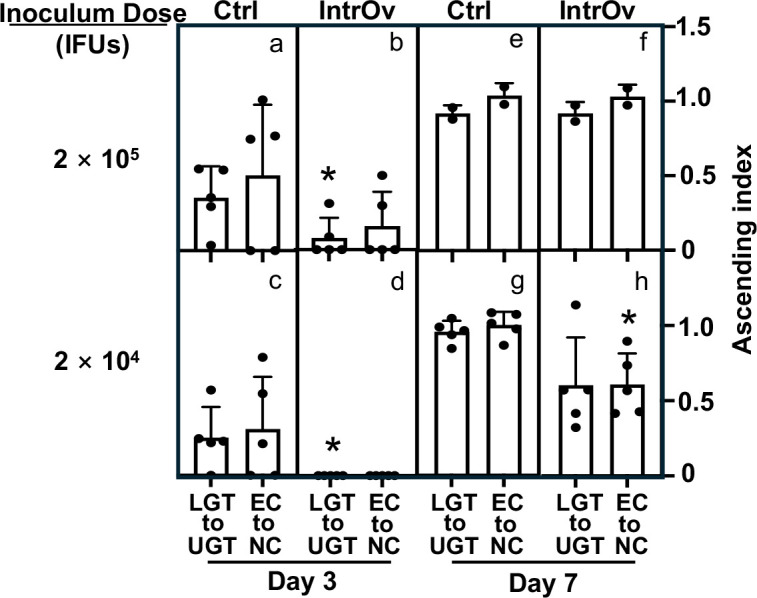 Infectivity of a pathogenicity-attenuated <i>Chlamydia muridarum</i> mutant in the genital tract.