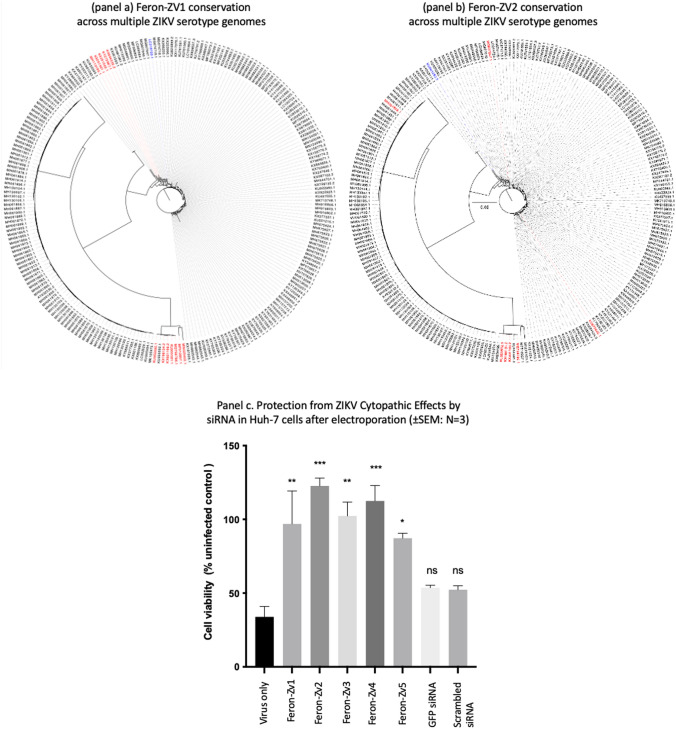 Antiviral siRNA delivered using attenuated, anthrax toxin protects cells from the cytopathic effects of Zika virus.