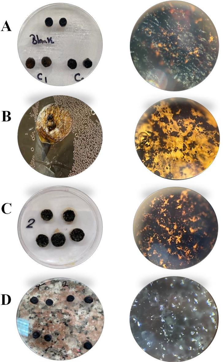 Exploring the mechanisms and mode of action of bioactive compounds from marine Streptomyces albidoflavus against breast carcinoma cells.