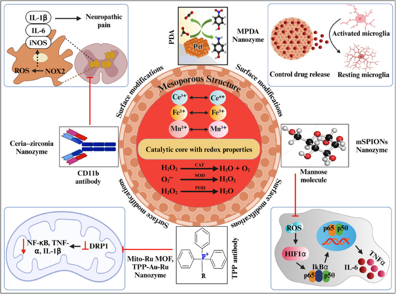 Nanozymes in neuropathic pain: strategies bridging oxidative stress, mitochondrial repair, and neuroimmune modulation for targeted therapy.
