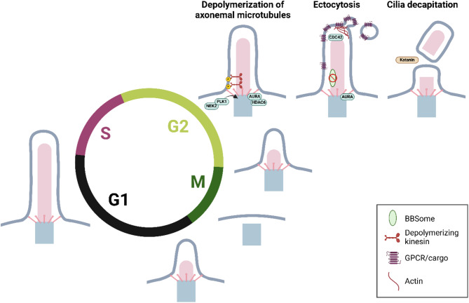 Cilia at the crossroad: convergence of regulatory mechanisms to govern cilia dynamics during cell signaling and the cell cycle.