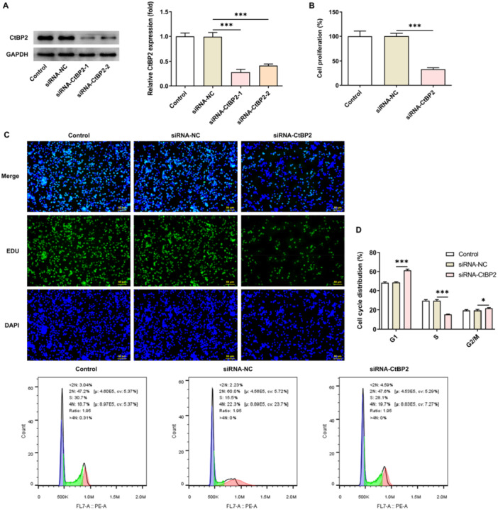 CtBP2 Regulates Wnt Signal Through EGR1 to Influence the Proliferation and Apoptosis of DLBCL Cells.