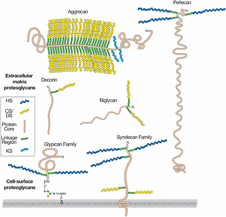 Release of Extracellular Matrix Components after Human Traumatic Brain Injury.