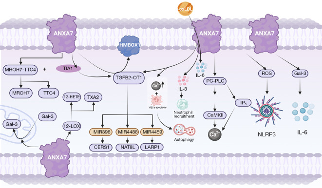 Role of annexin A7 in the occurrence and progression of coronary atherosclerosis: a narrative review.