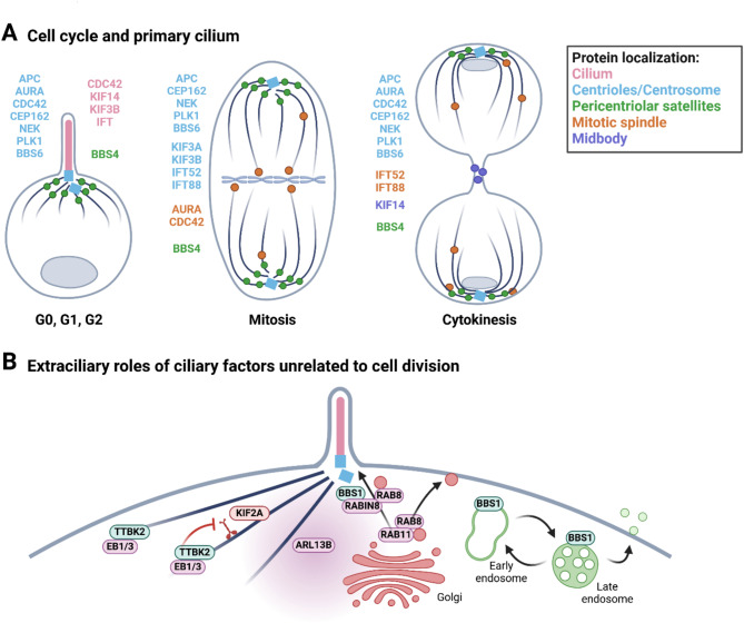 Cilia at the crossroad: convergence of regulatory mechanisms to govern cilia dynamics during cell signaling and the cell cycle.