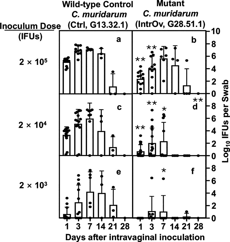 Infectivity of a pathogenicity-attenuated <i>Chlamydia muridarum</i> mutant in the genital tract.