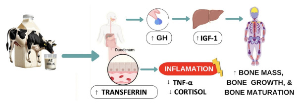 Effect of β-casein A2 cow milk supplementation on physical growth, inflammation, growth-related hormones, and nutritional biomarkers in stunted children.