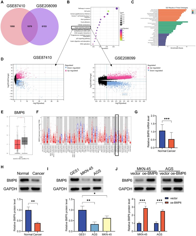 BMP6 ubiquitination mediated by SMURF1 suppresses ferroptosis and diminishes sensitivity to doxorubicin in gastric cancer.