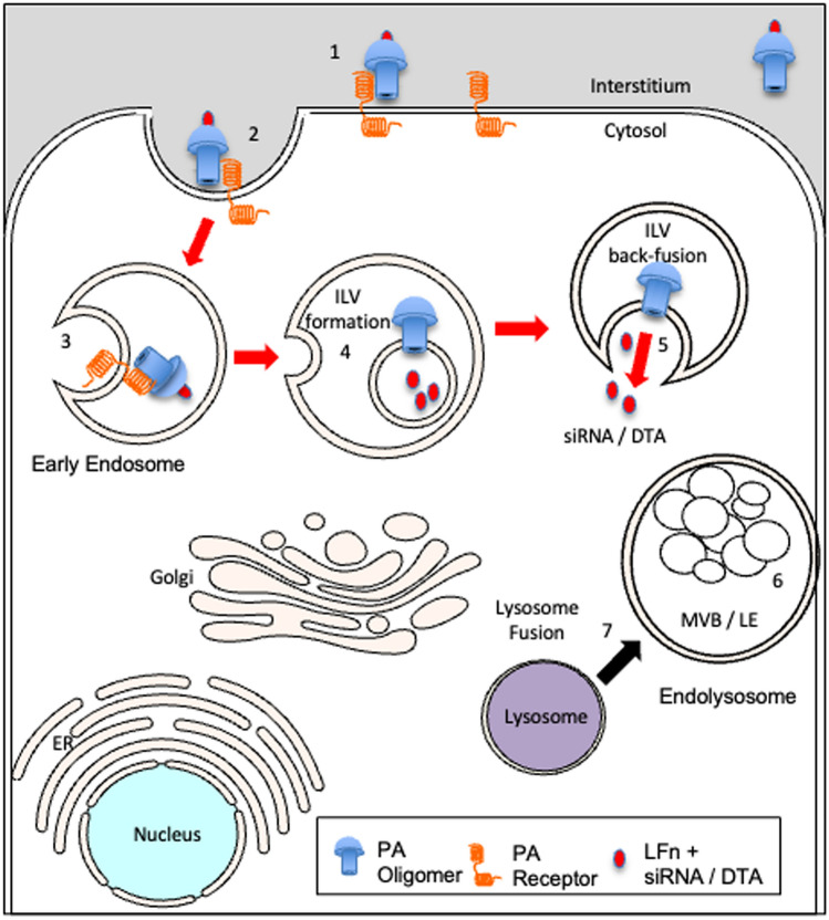 Antiviral siRNA delivered using attenuated, anthrax toxin protects cells from the cytopathic effects of Zika virus.