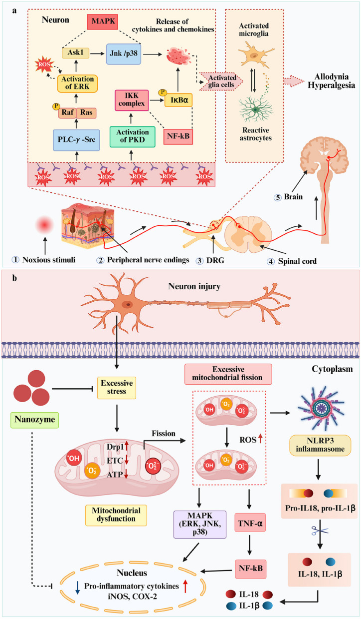 Nanozymes in neuropathic pain: strategies bridging oxidative stress, mitochondrial repair, and neuroimmune modulation for targeted therapy.