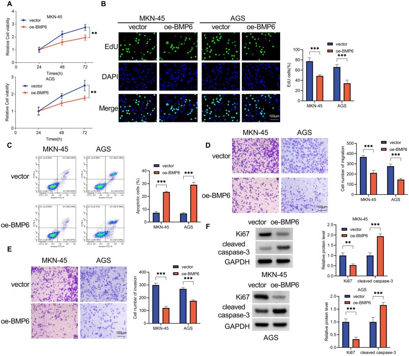 BMP6 ubiquitination mediated by SMURF1 suppresses ferroptosis and diminishes sensitivity to doxorubicin in gastric cancer.